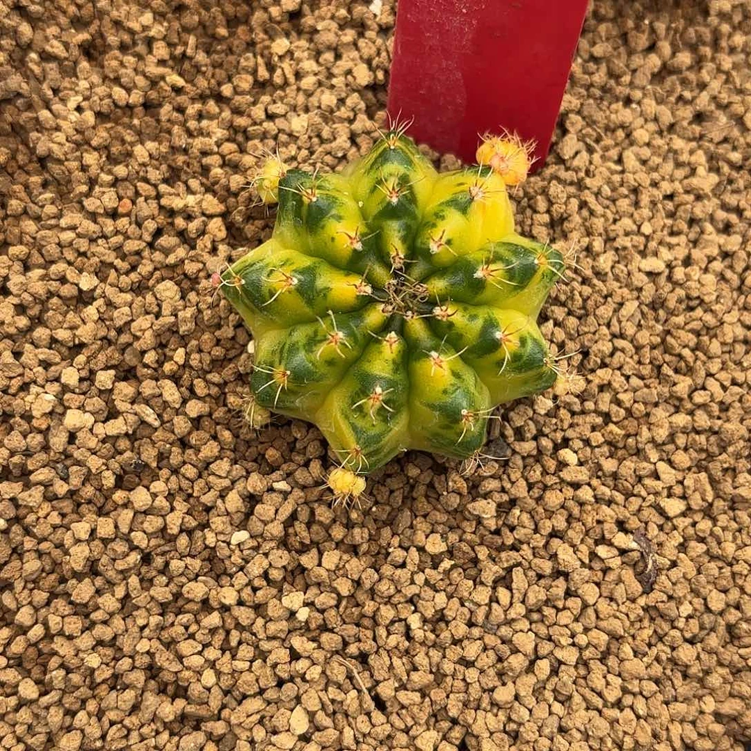 211-1109泰国发货多肉