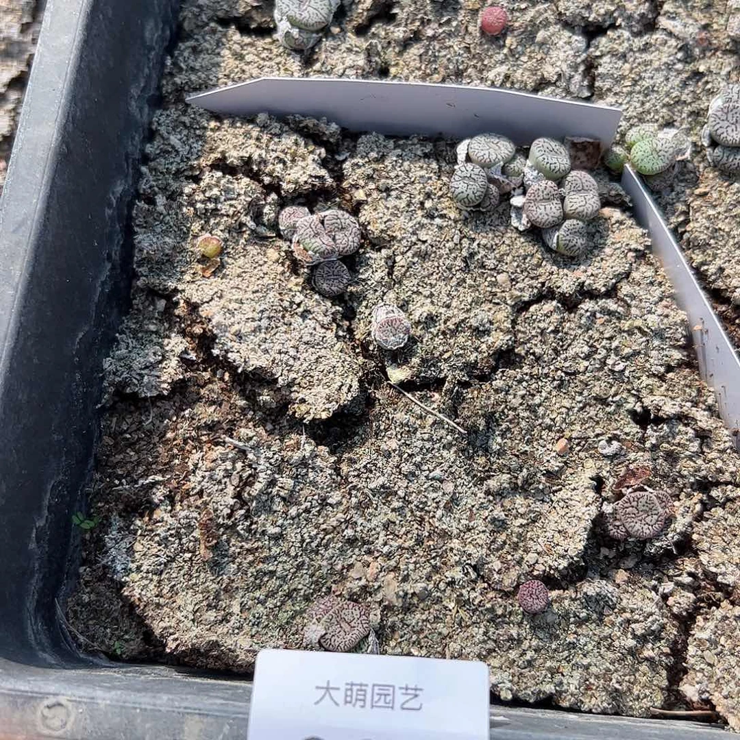 一物一拍脱土发默认有疤。 937
