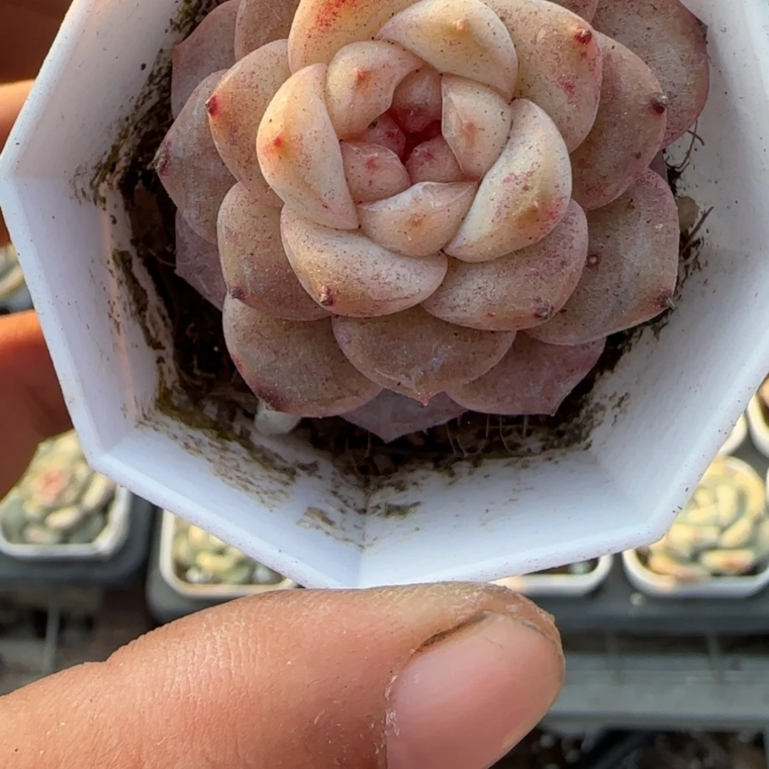 多肉小卡拉米糖心一物一拍