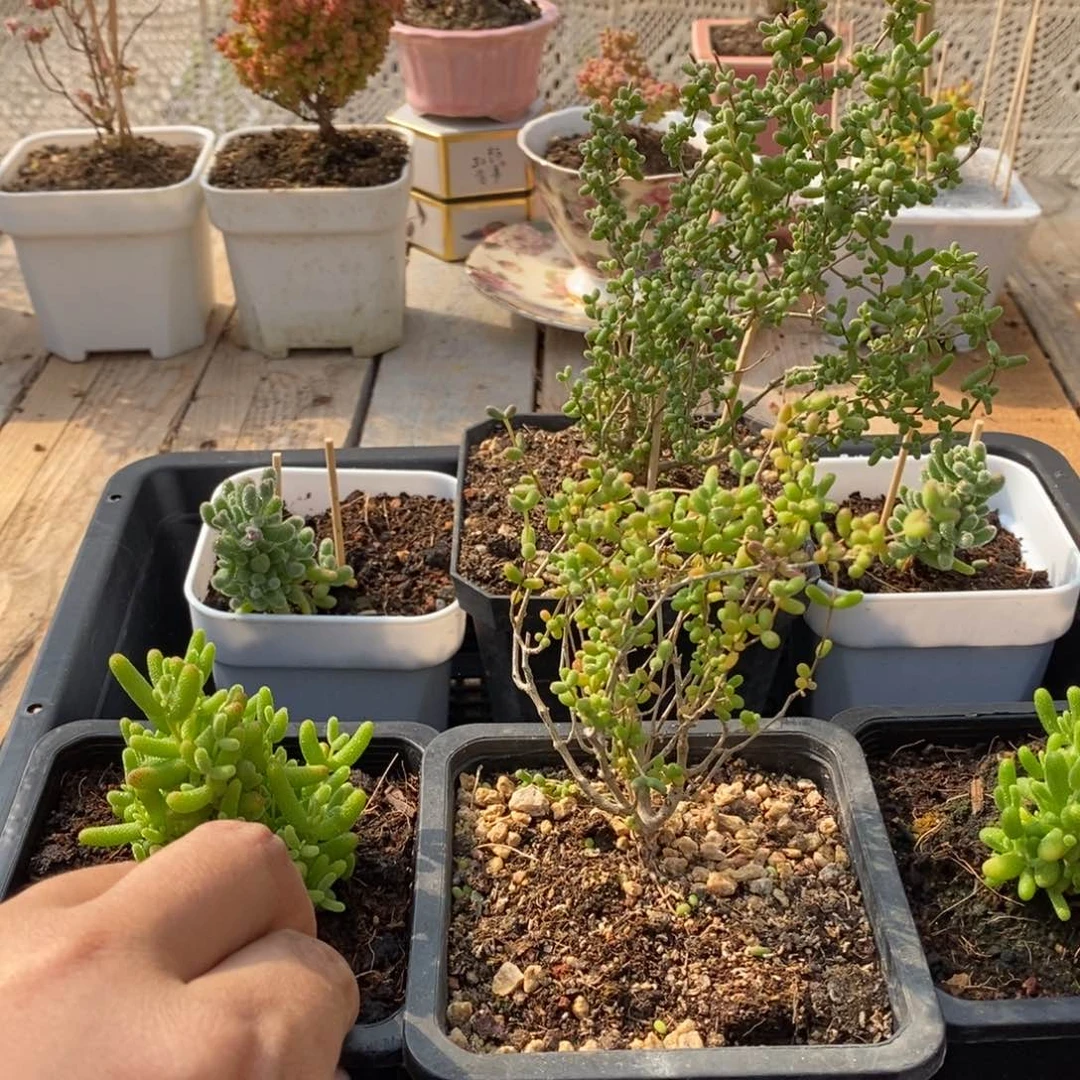 枝干番杏多肉植物575