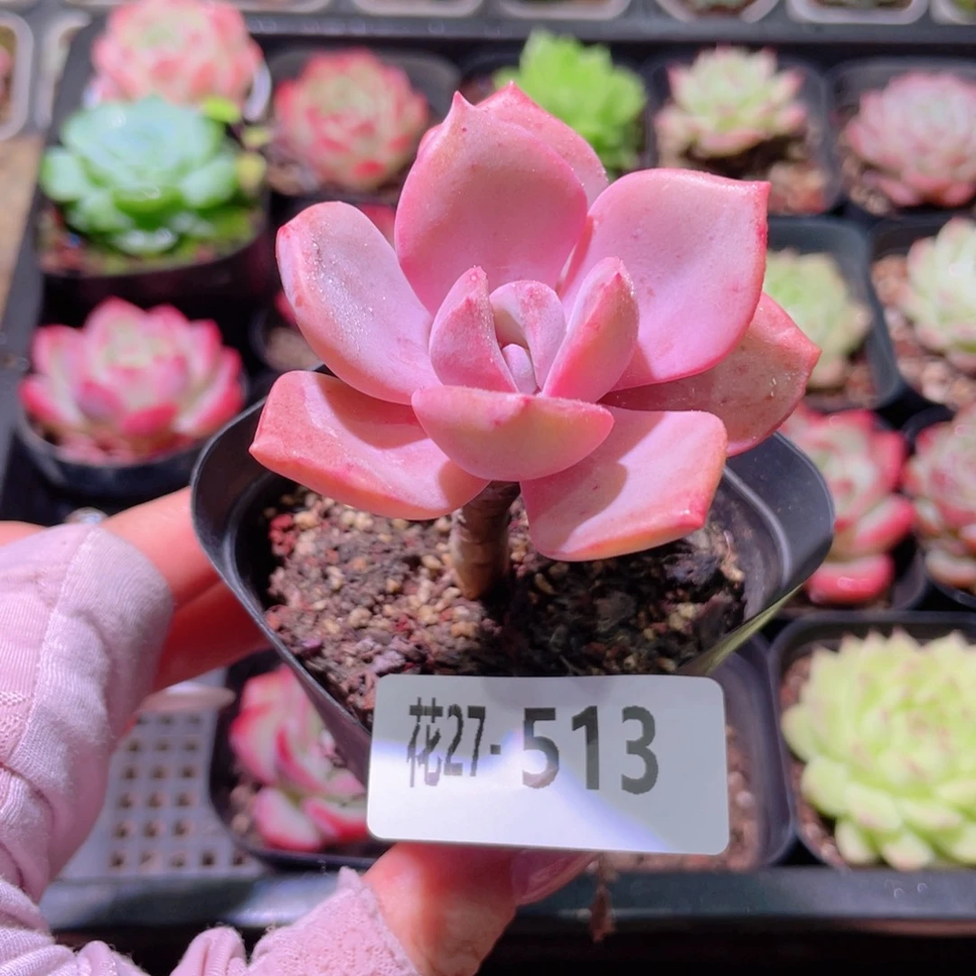 花利美27-513彩虹糖