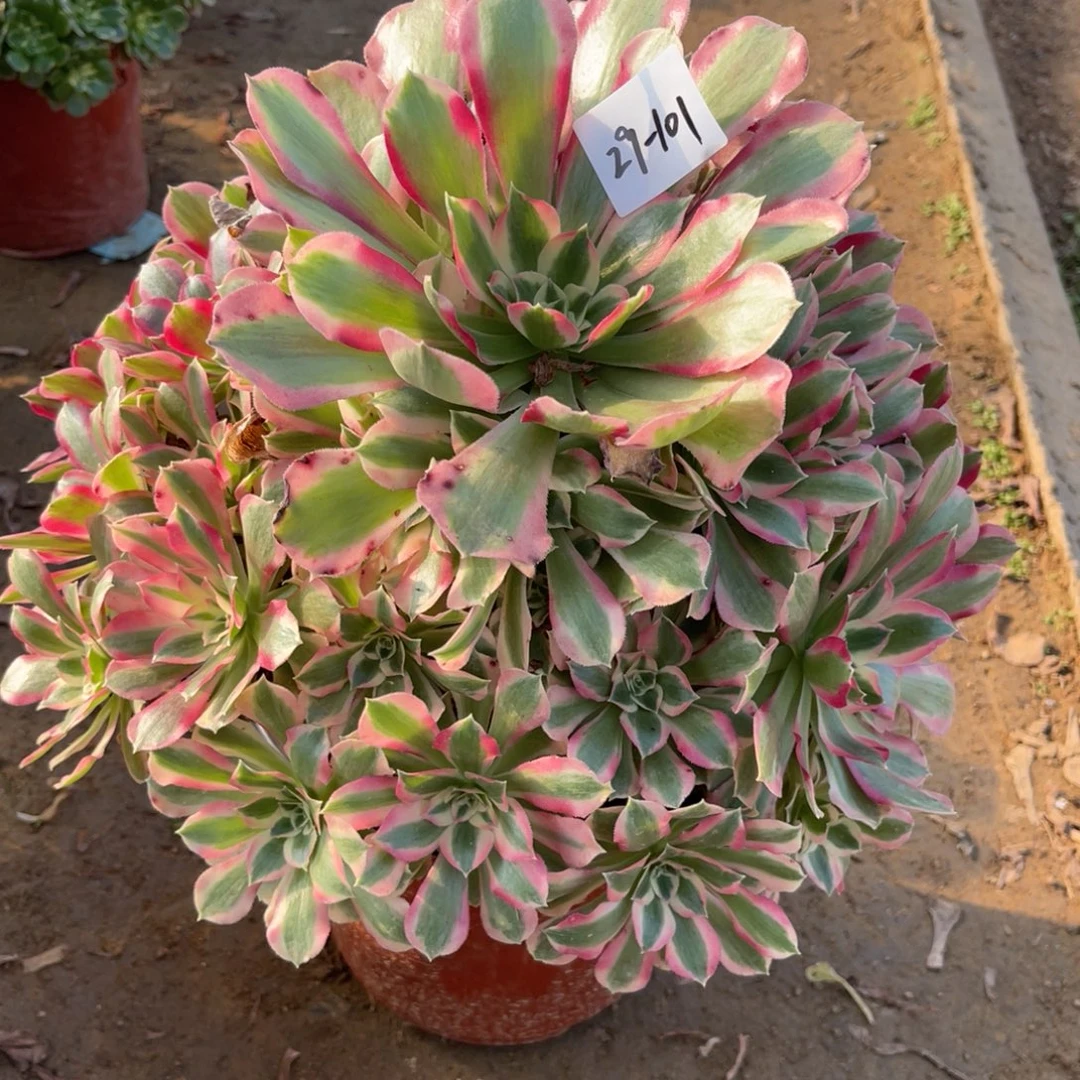 29-101夜罗刹手捧多肉