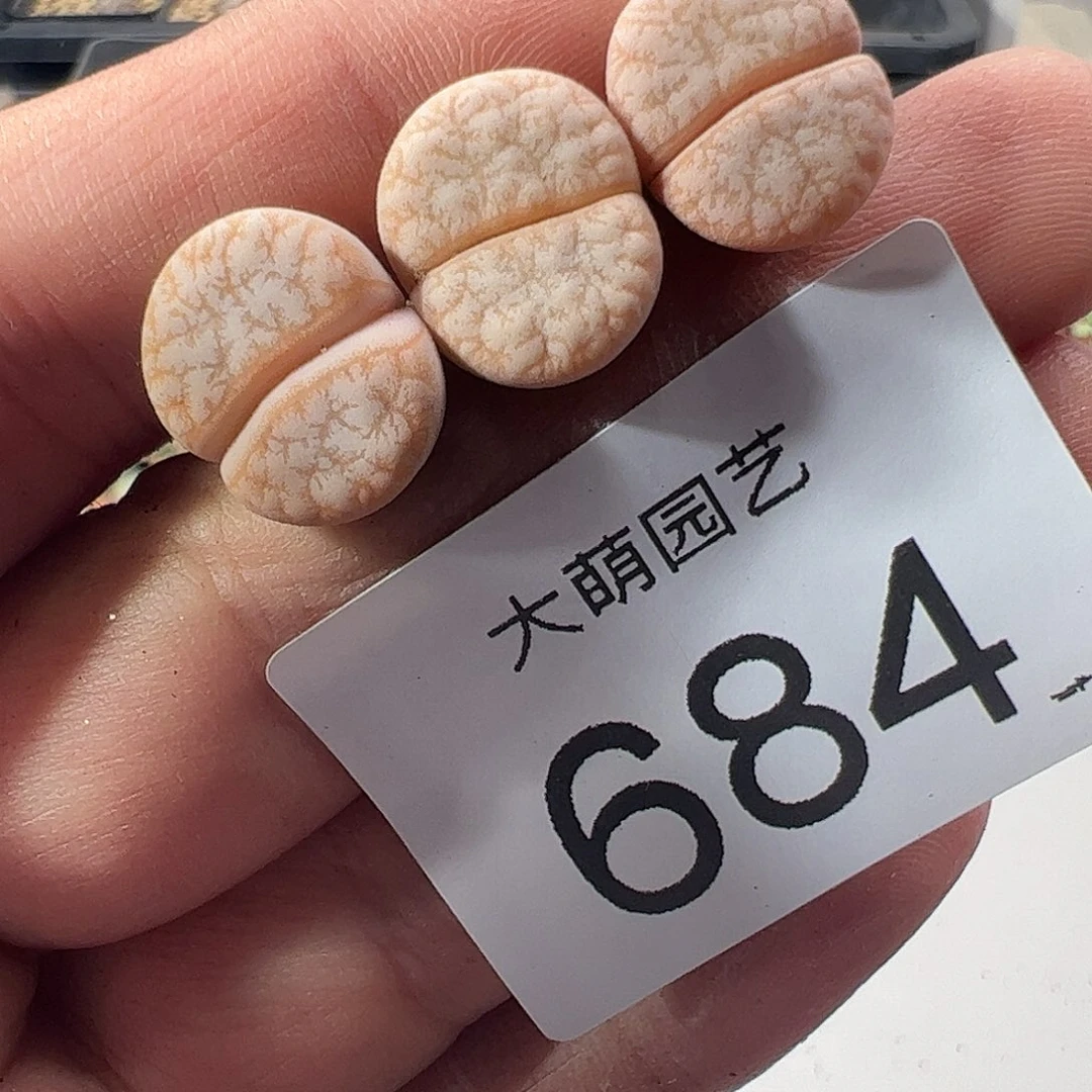 一物一拍脱土发。 684