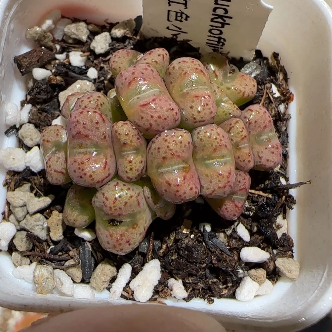 肉锥多肉植物百科30-小飞1088