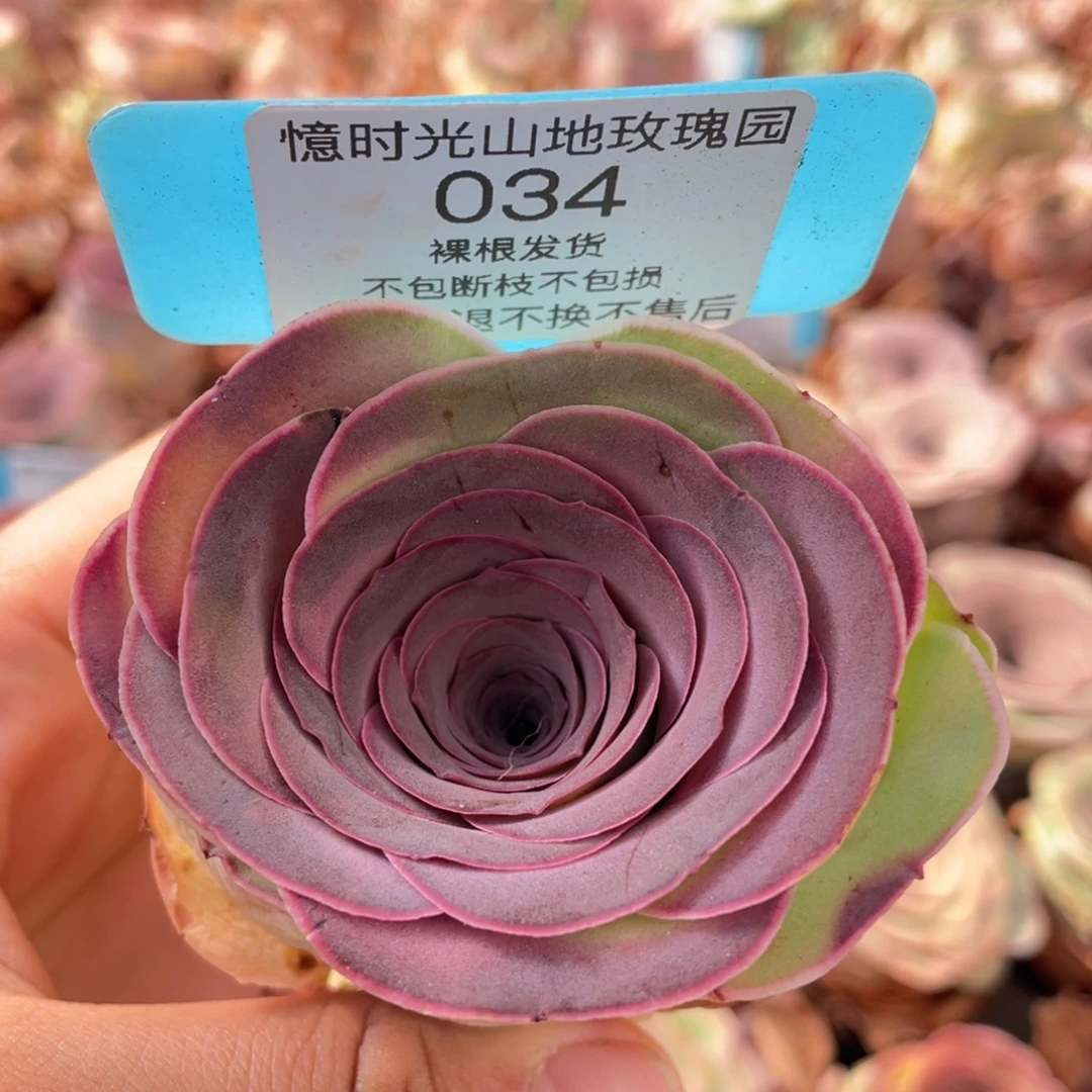 山地玫瑰034裸根发货不售后