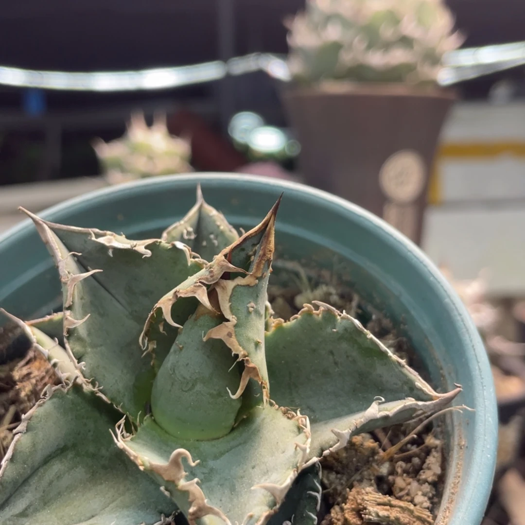 冰雹背刺888888888888888