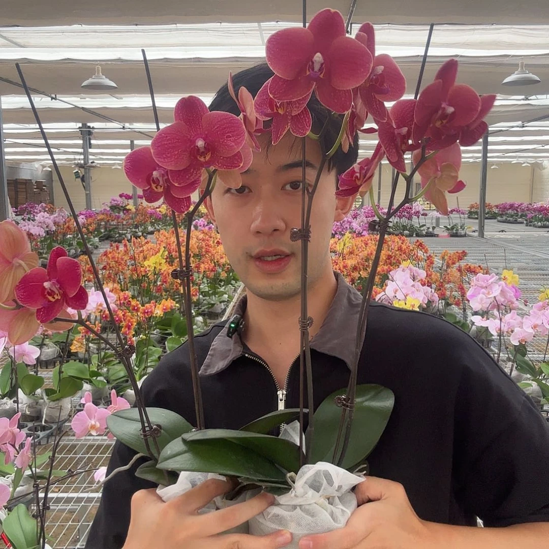 完全开放突尼斯双花剑两颗装