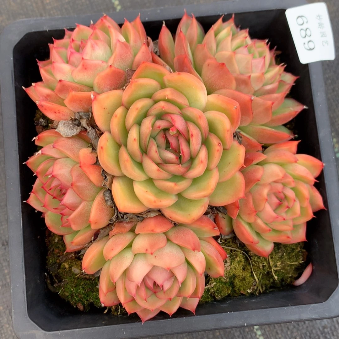 689新年快乐发发发