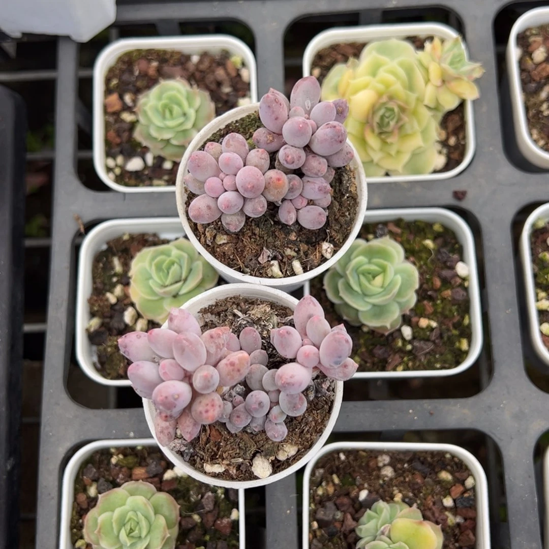 婴儿手指群到手1颗量拍多肉下午发货