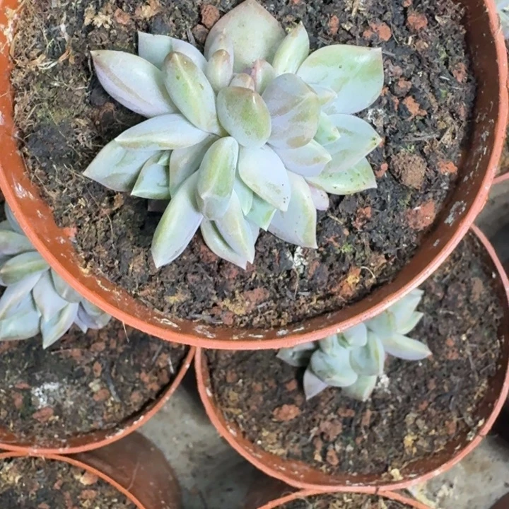 邀月 叶插  一物一拍