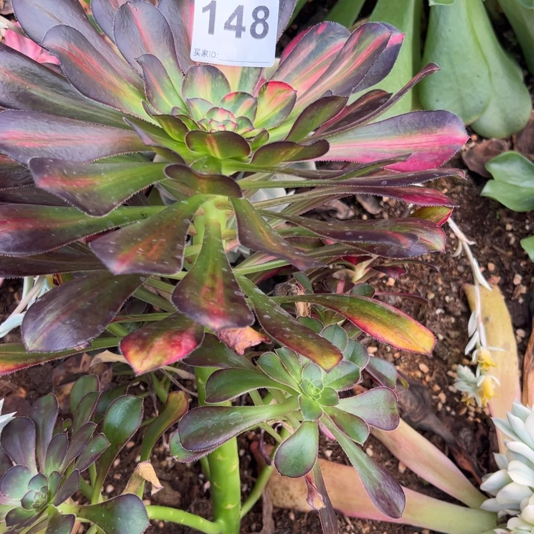 飘精品多肉植物148