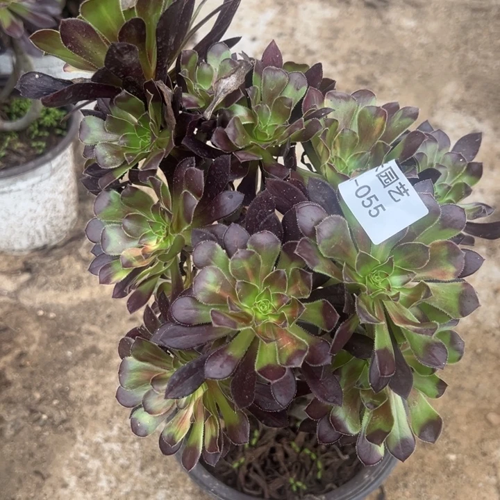 黑法师七彩多肉植物055