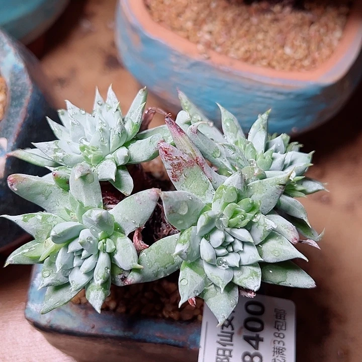 8409奴婢及纳仙女杯多肉