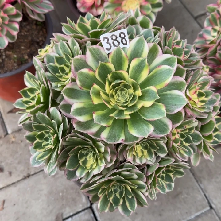 388号海鲜法师植物