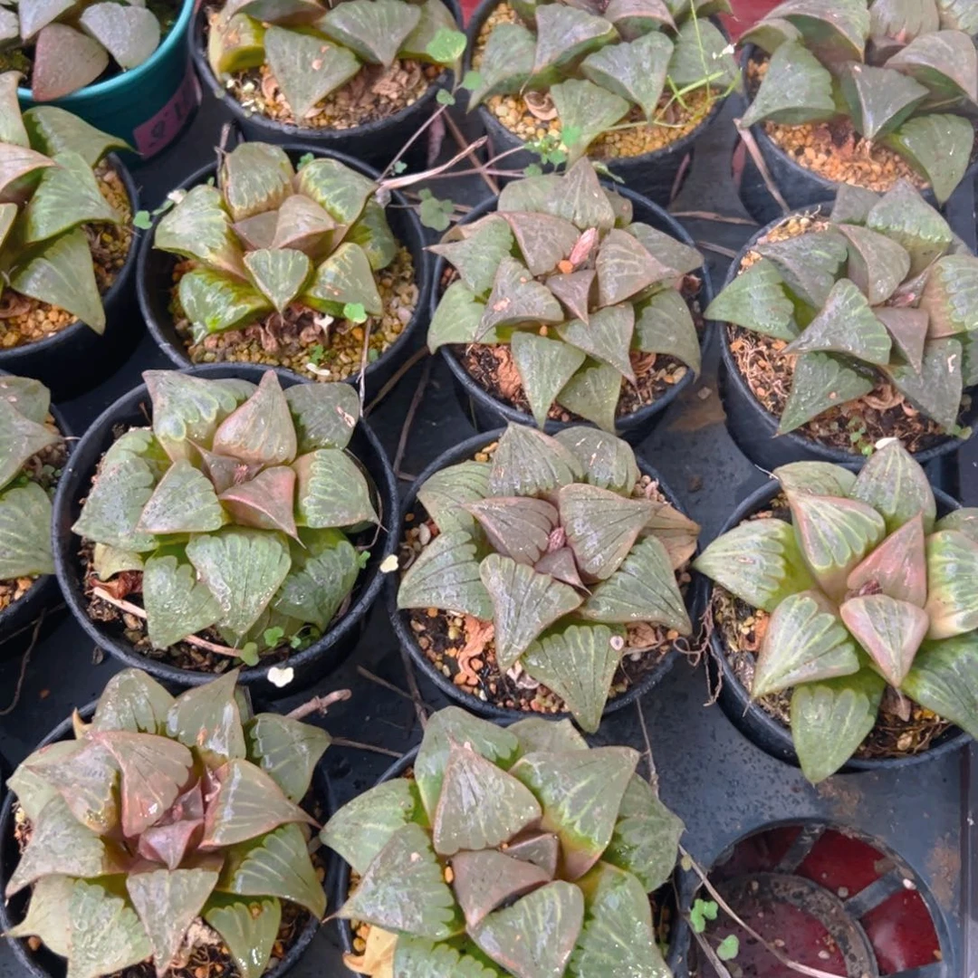 瑕疵媚凤万象盆玉露一颗