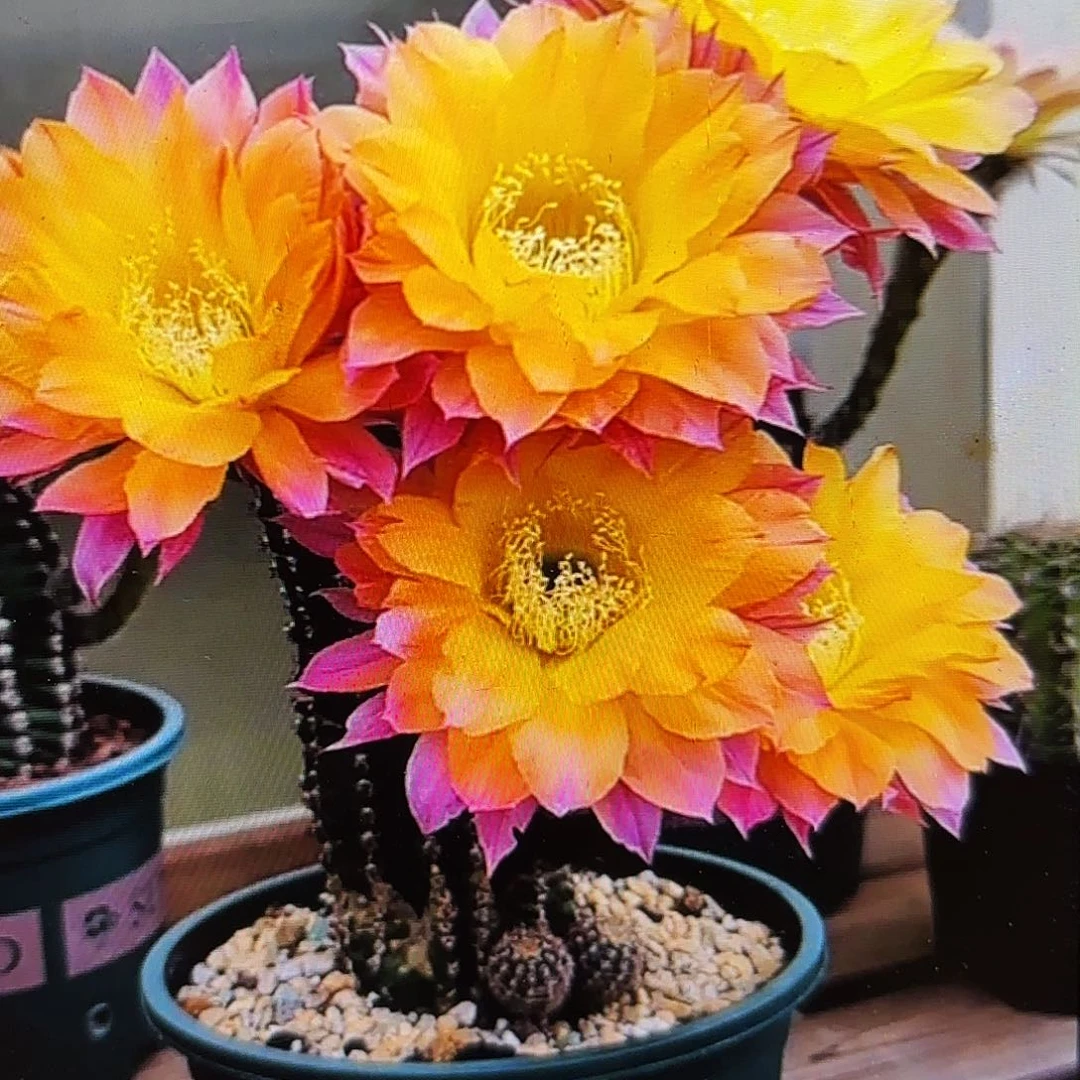 激流彩侧牙20包邮30