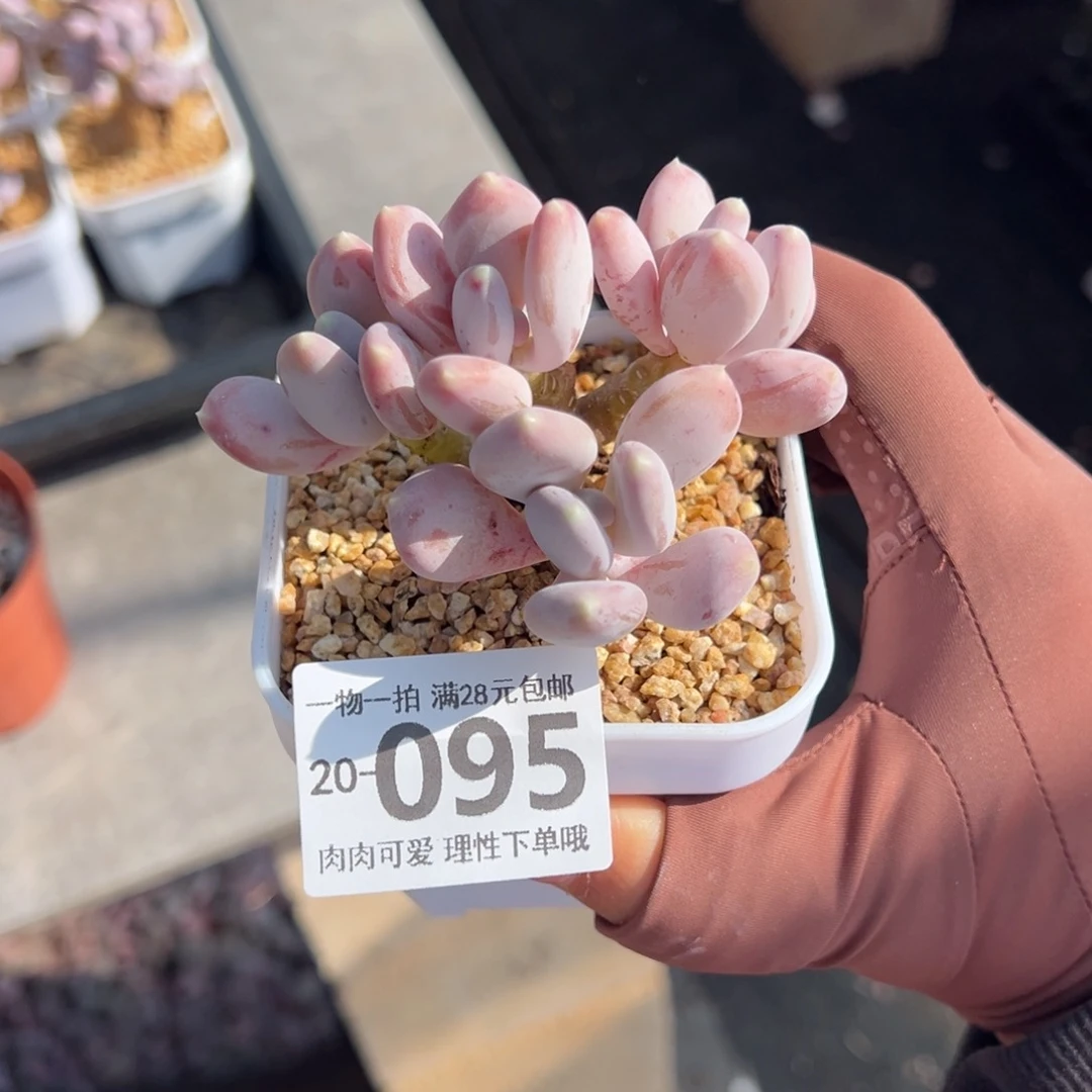 稻田姬多肉多肉多肉多肉