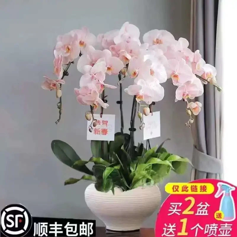 蝴蝶兰花苗带花剑盆栽兰花大苗客厅吸色阳台花卉四季好养活