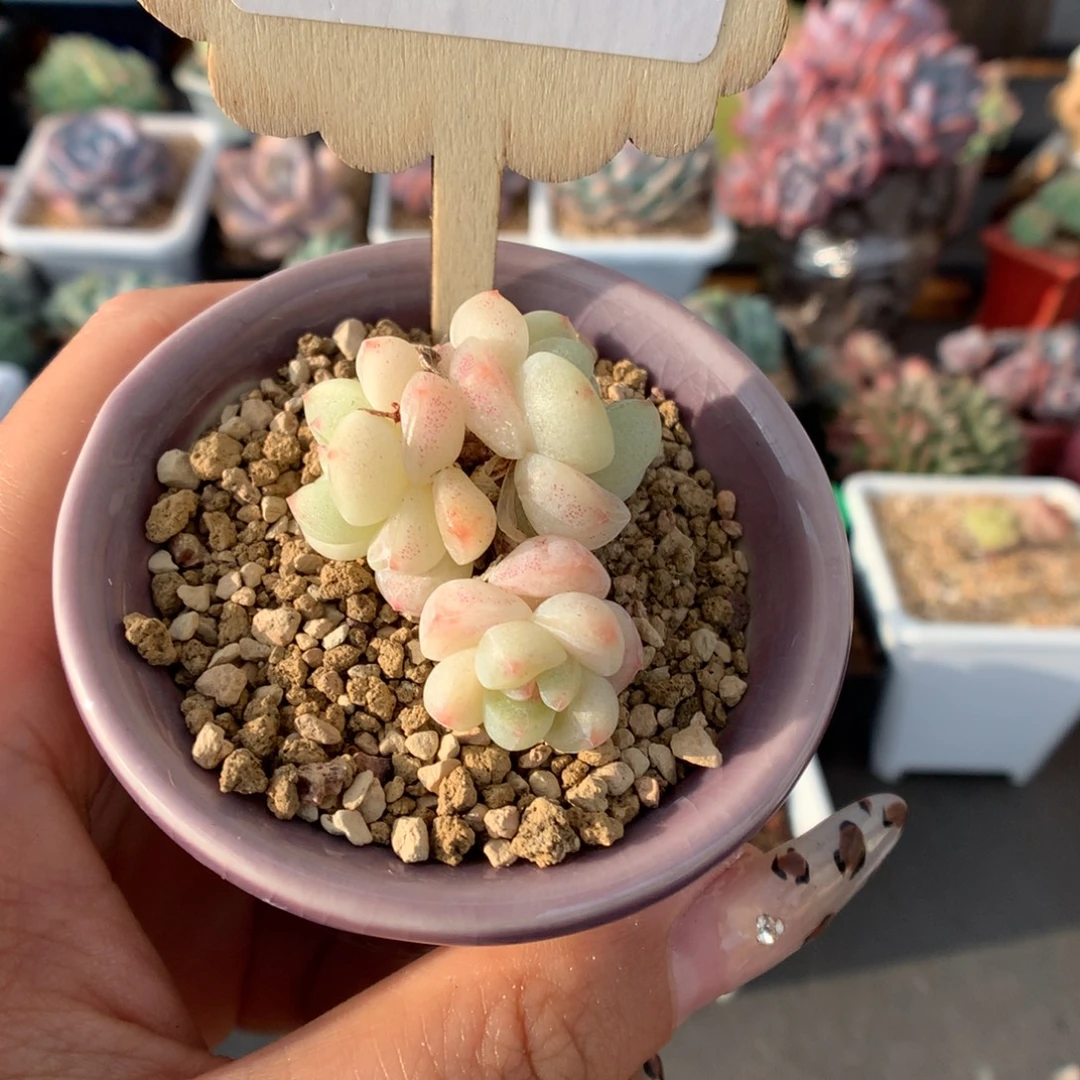 36三头白底冰玉多肉植物