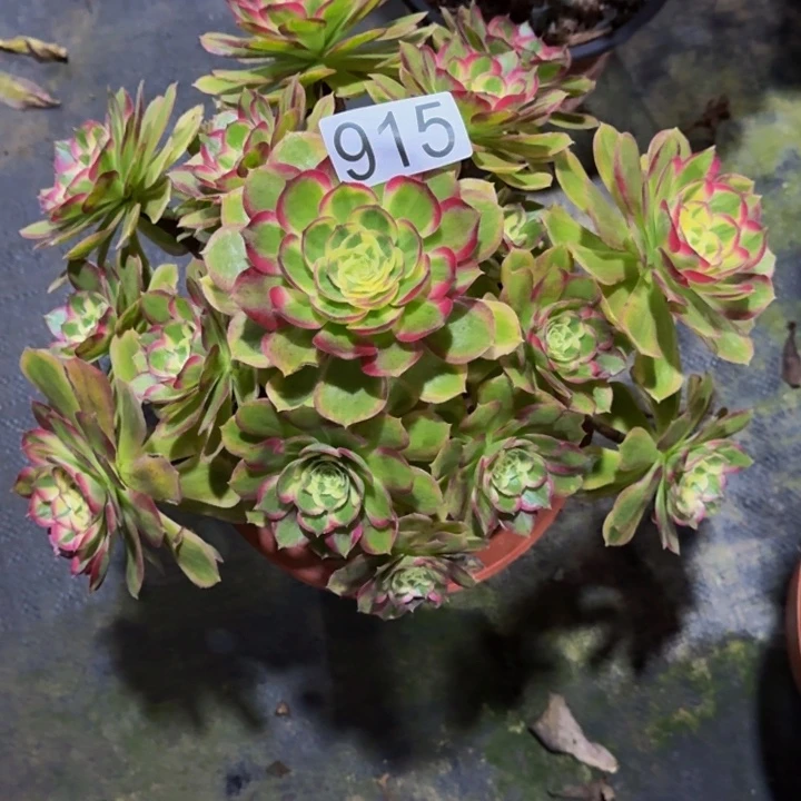 0000000000915海神福利价