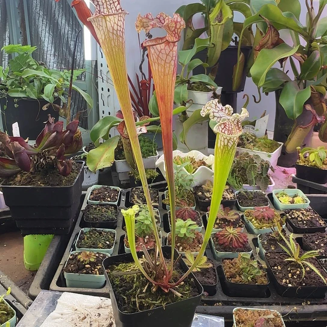 完全开放白骑士吧H211