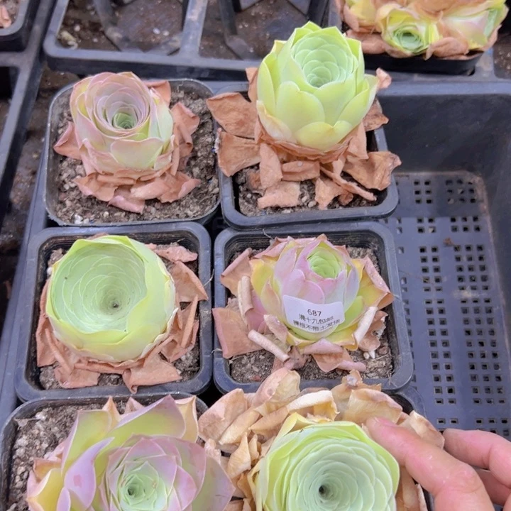 687 裸根不带土发货不包损