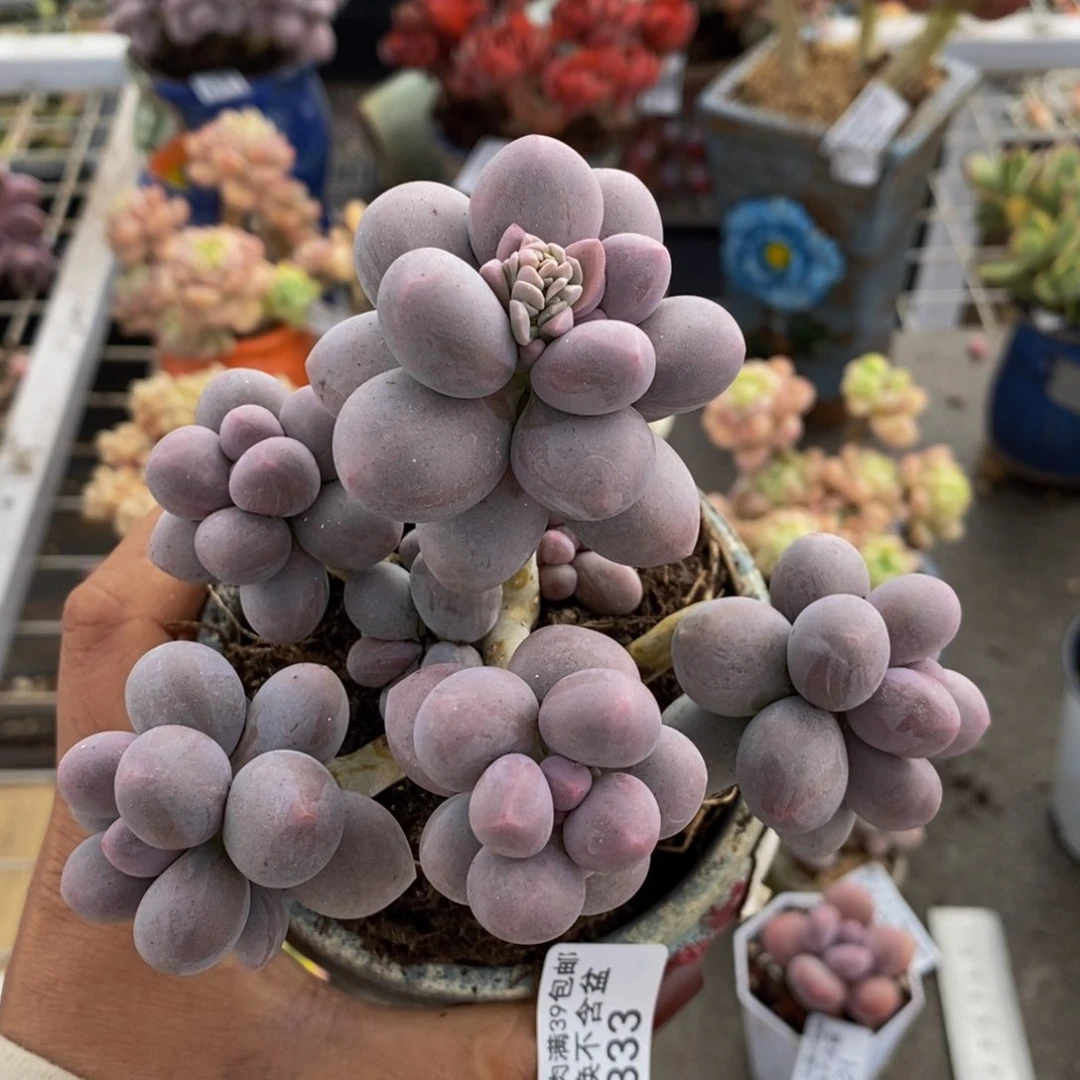 香水手指333/10cm