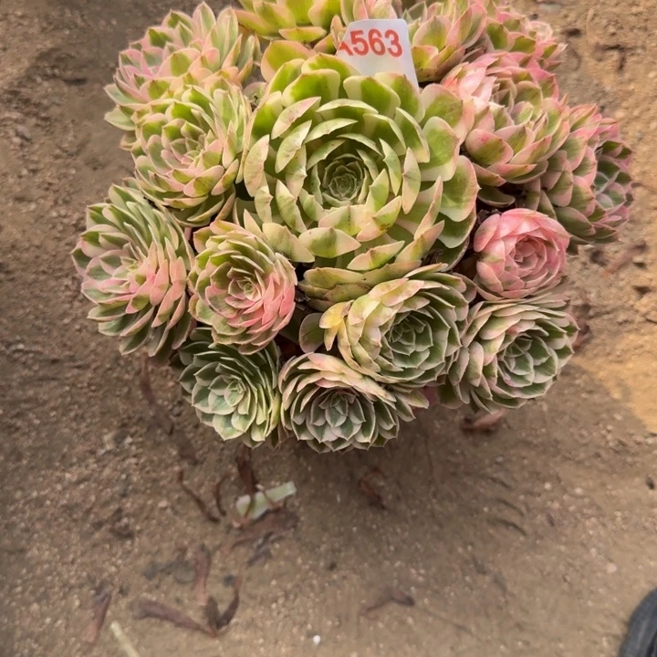 林***三倾颜563多肉植物不发货