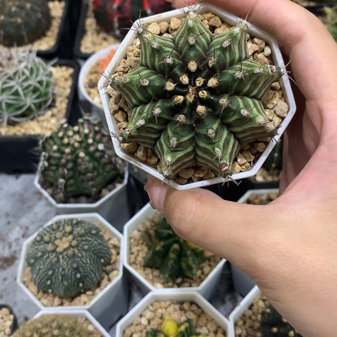 当前无花栽培后可以开花实生根肋骨牡丹
