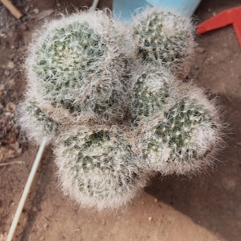 870处理仙人球的方法