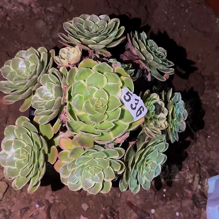 536孔雀翎多肉植物不售后