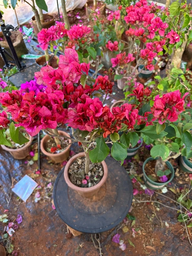 同安红三角梅四季勤花带花苞发货 阳台庭院种植颜色鲜艳漂亮