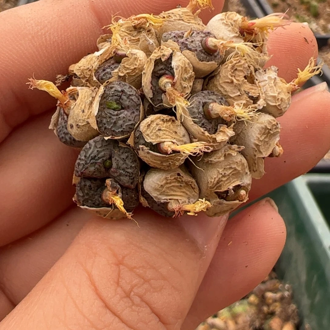 32 好看多肉冲冲冲