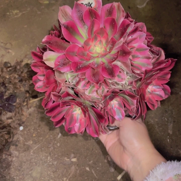 一物一拍粉女巫324