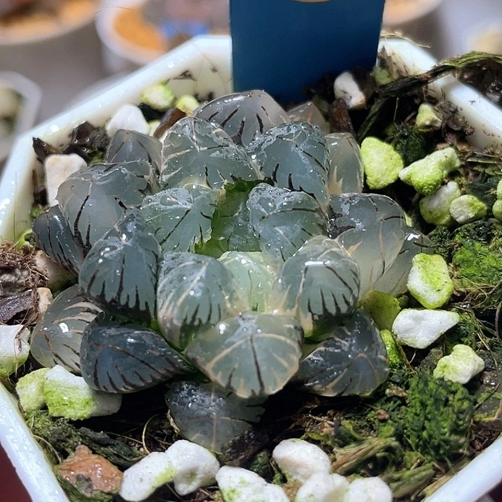 600地泉玉露锦特选福利