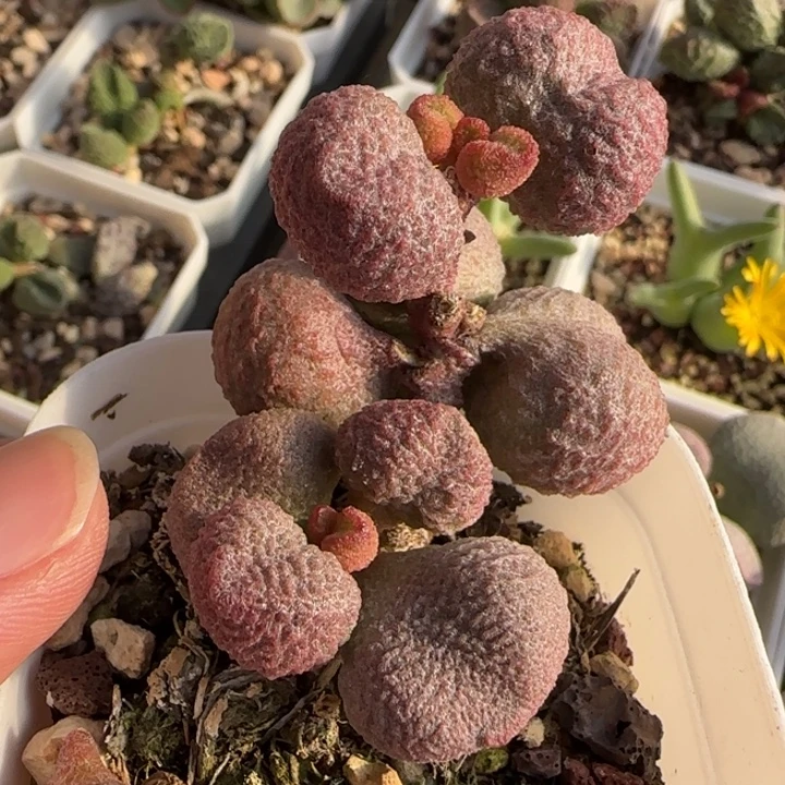 水蜜桃水泡多肉植物