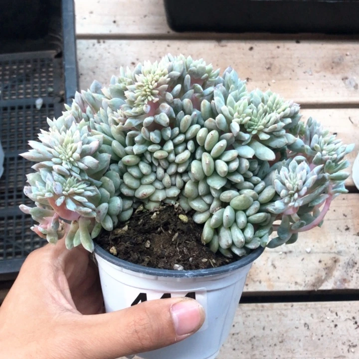 星影高板子缀化444