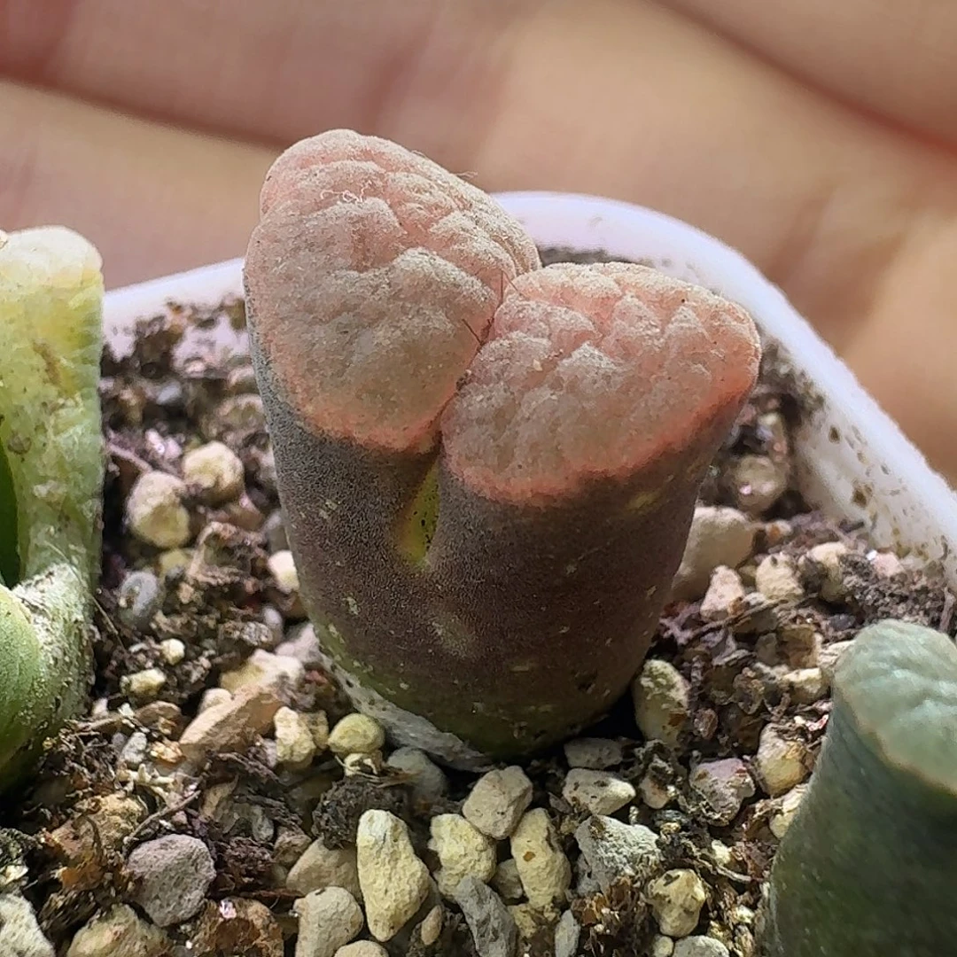 71号单头风铃一物一拍有干疤