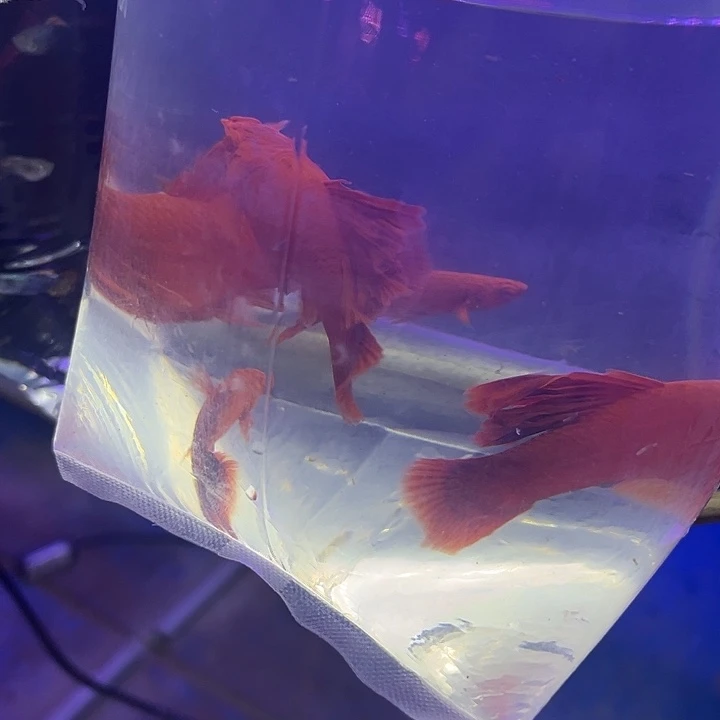 孔雀鱼10条高鳍红箭