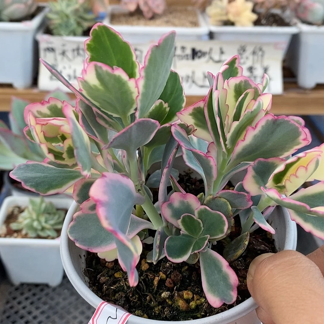 2522 蝴蝶之舞锦不包整