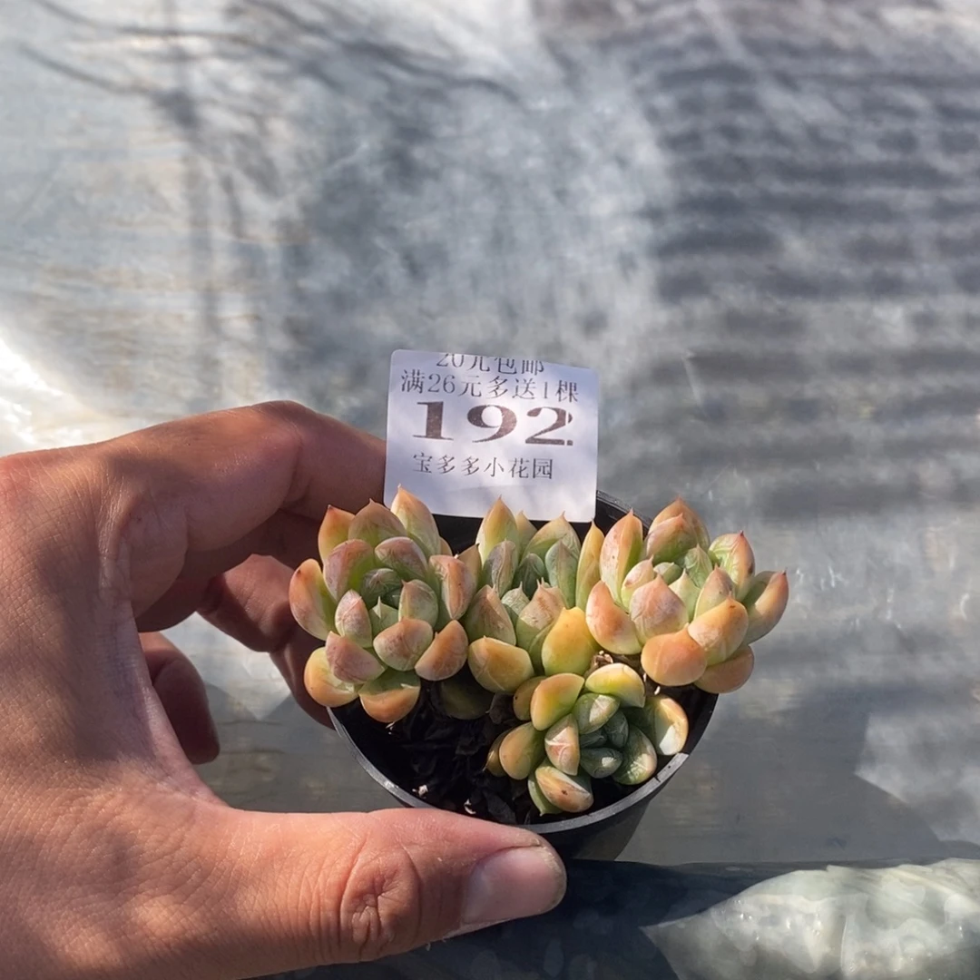 隔****艾莎群一颗量拍多肉