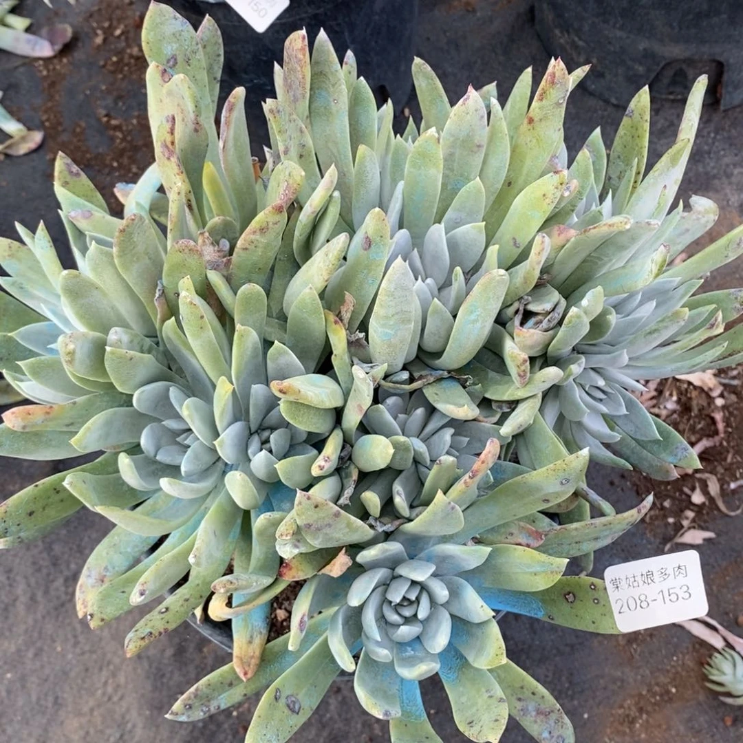 153号苹果叶大群粗腿