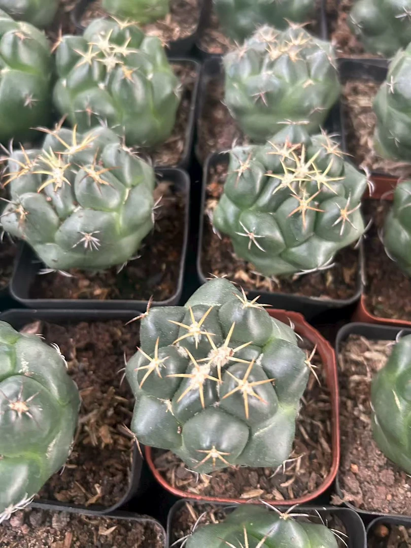 实生象牙4-5cm  仙人球夏型种绿植盆栽桌面阳台办公室摆件