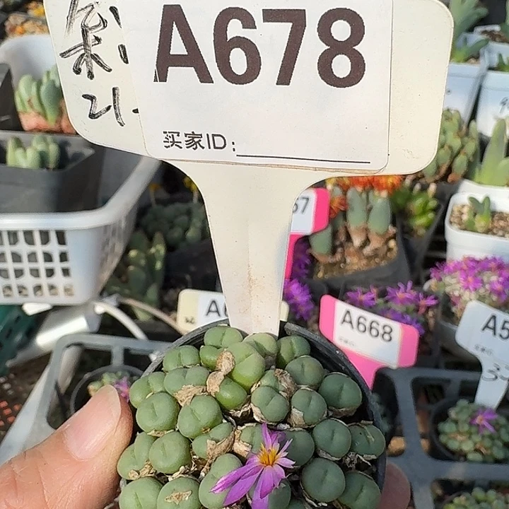 678密密麻麻吗吗那你慢慢解决