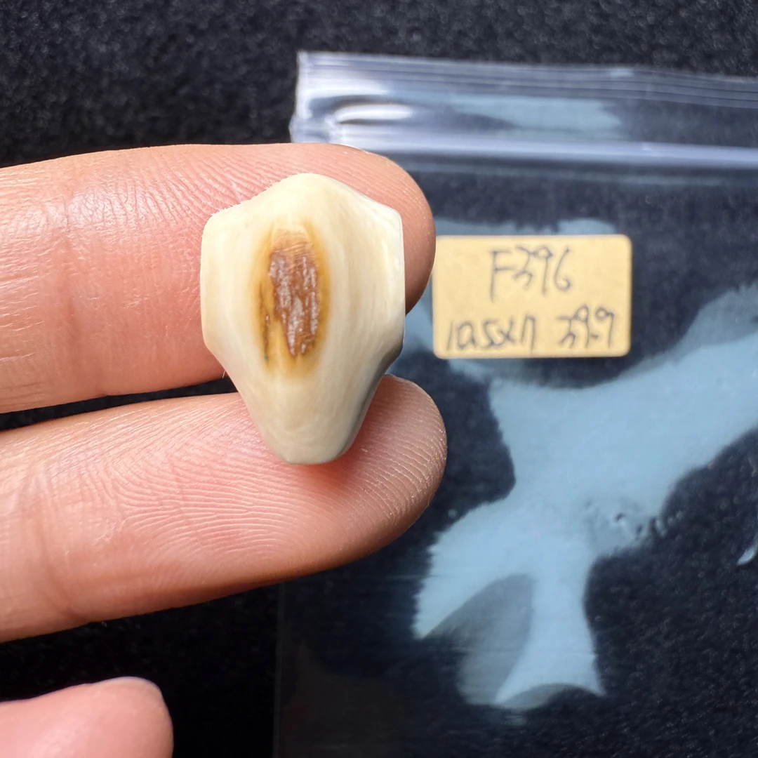 F396猛犸象牙对孔10.5*11mm鲨鱼背三通果冻料
