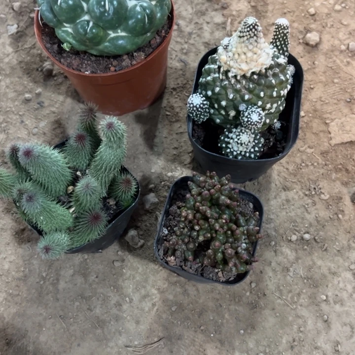 峰***c吉祥如意等名家的书法