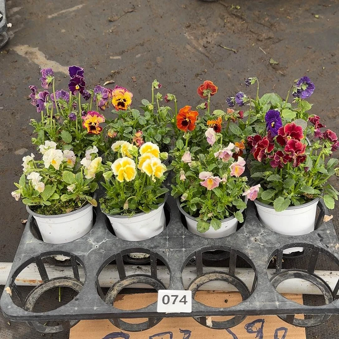 074号花朵不售后大花皱边角堇