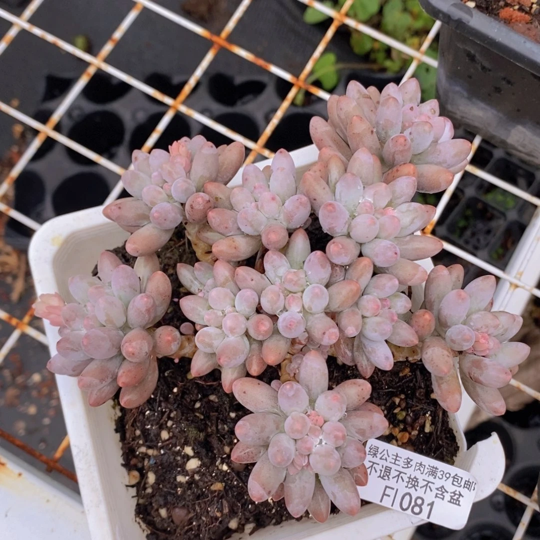 婴儿手指12cm1081多肉植物
