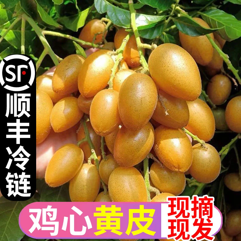 【顺丰冷链】正宗郁南鸡心黄皮果岭南南方当季新鲜酸甜孕妇水果批发