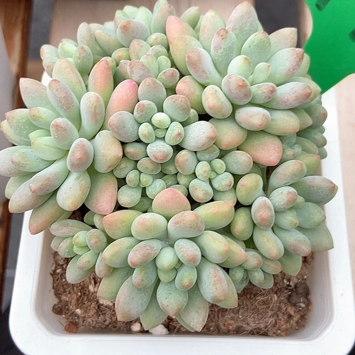 多肉植物鱼子酱773多肉